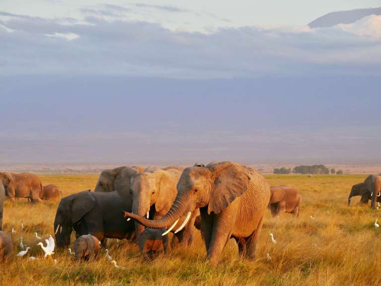 Elephant conservation in Zimbabwe