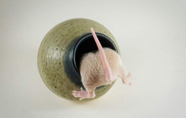 Little rat